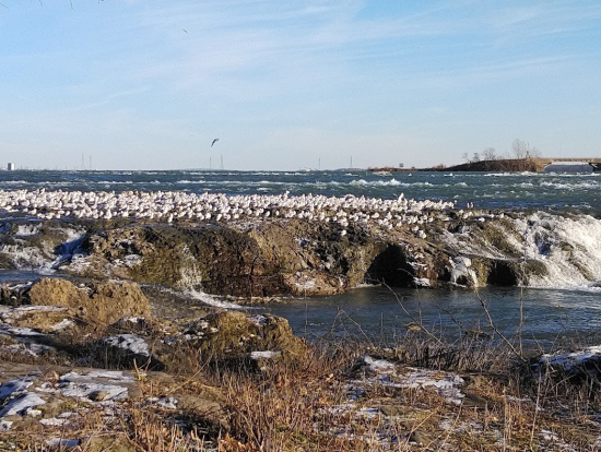 ナイアガラ川滝の上流鳥がすごい川が近い