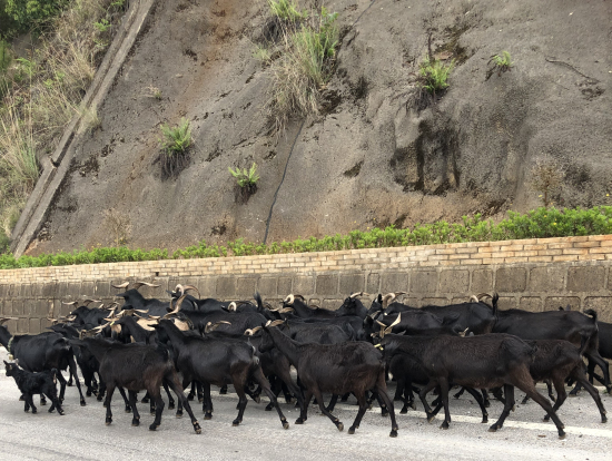 石林から九郷への道中で山羊が！