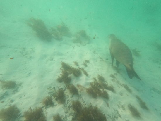 可愛すぎるアシカさんの後ろ姿