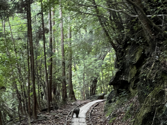 屋久島サル