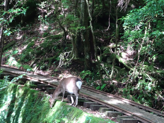 屋久島鹿