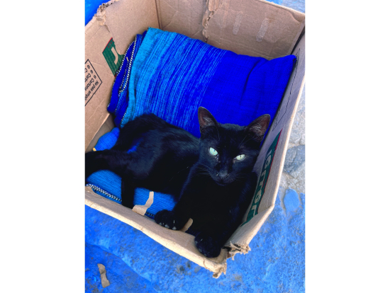 青い布で寝る黒猫