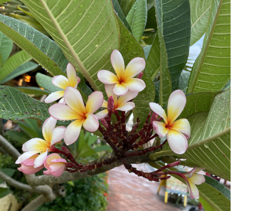 アメリカンビレッジのプルメリア