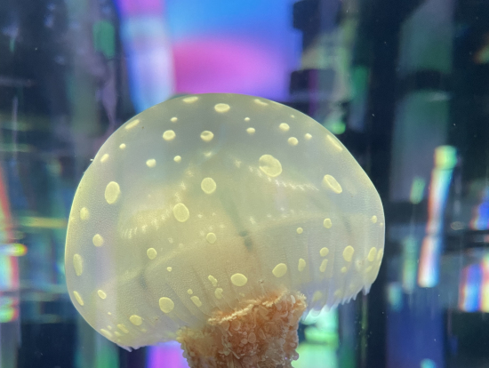 ずっと見ていられるミズクラゲ