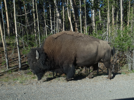 車の隣りを歩くバイソン