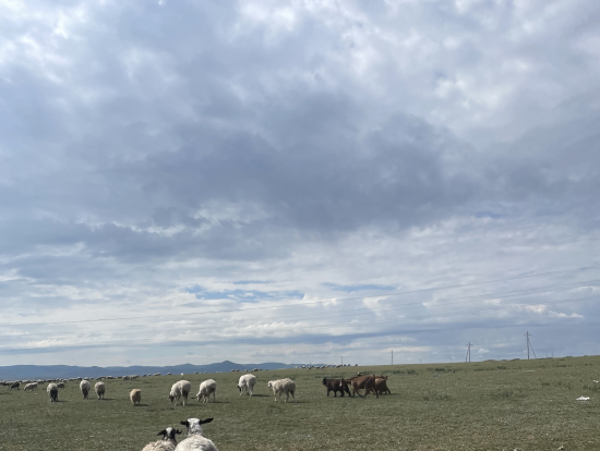 たくさんの羊と馬とヤクを見ました