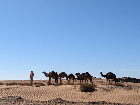 道路の横に野生のラクダが!!