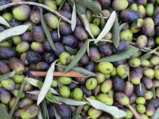 採れたてオリーブ