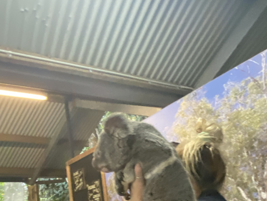 コアラ抱っこ風景