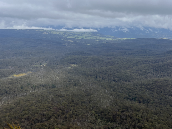 広大なブルーマウンテンズ、下はユーカリの樹海に感動!
