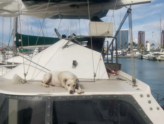 船長の助手「すし」。おとなしくて可愛いですよ。犬の苦手な方でも大丈夫。