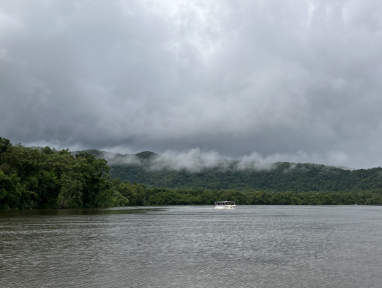 デインツリー川クルーズ。広い河口とそれを囲む背の高い熱帯雨林。野生のワニを1頭見れました。
