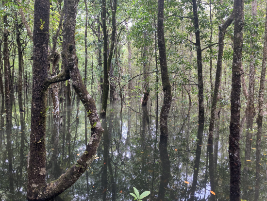 途中で立ち寄った散歩道でとれた写真。水から直接生える熱帯雨林の光景が撮れました。