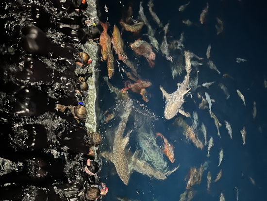 夜のサメアクティビティ