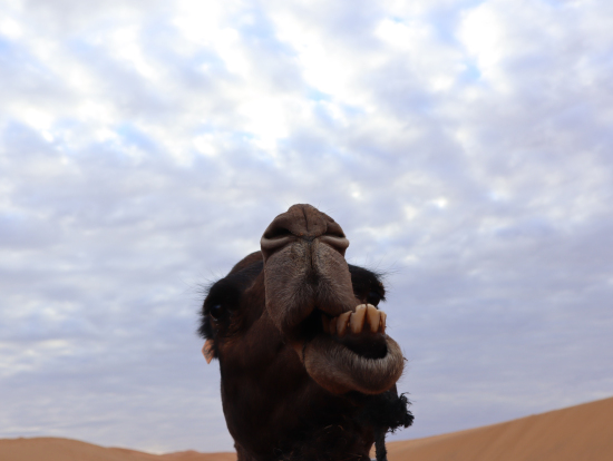 Camel ride @Merzouga