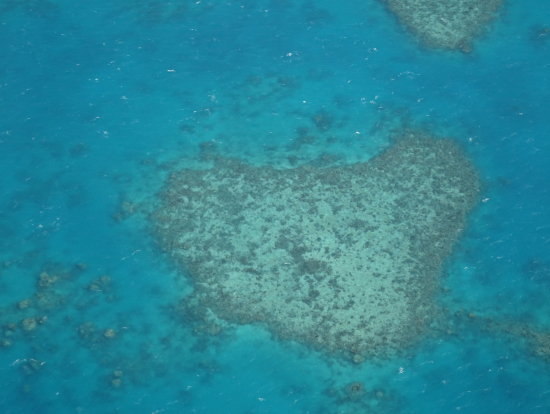 コアラリーフ旋回しながら どの角度から見たらコアラかなぁ~なんて一番盛り上がりましたね(笑)