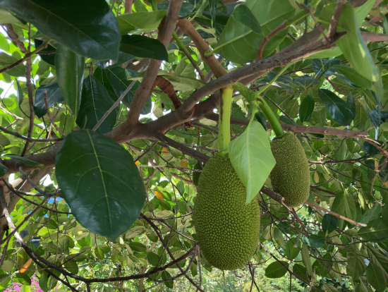 あちこちに青い実が！