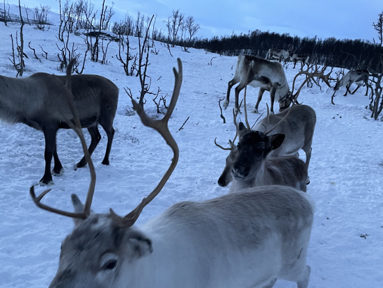 餌の入ったバケツめがけてたくさんやってきます