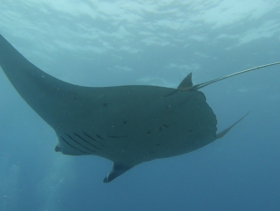 カッコいいマンタ