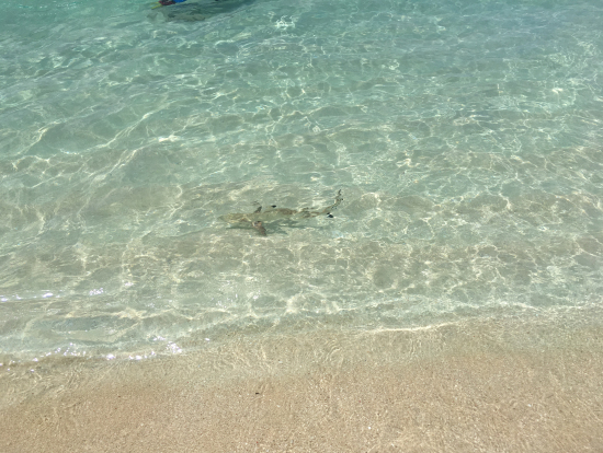 Baby Shark!!!まさか出逢えるなんて!!