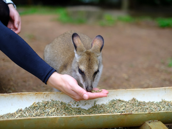 ワラビー餌やり