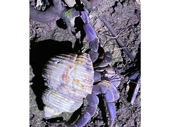 ムラサキオカヤドカリ