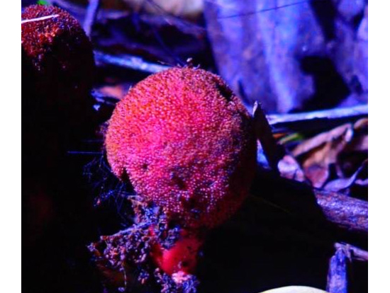 リュウキュウツチトリモチ