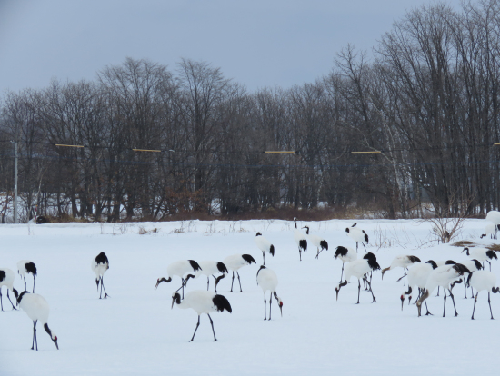 伊藤サンクチュアリ