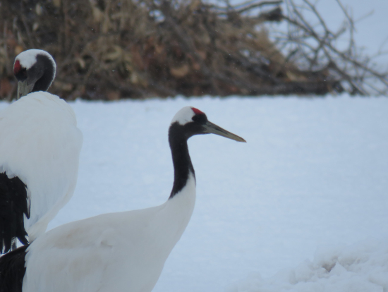 ズームで撮ったツル