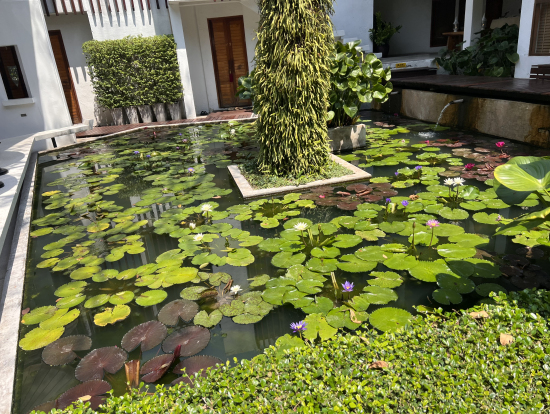 蓮の花が咲いておりまして、いかにもタイっぽい雰囲気がいいです