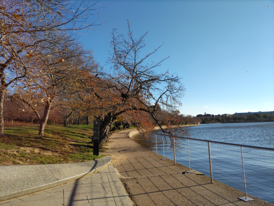 タイダルベイソンと桜の木