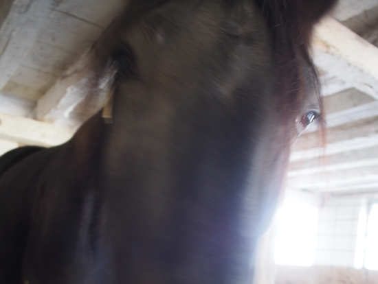 アーミッシュ村の馬・おとなしくて、かわいい。