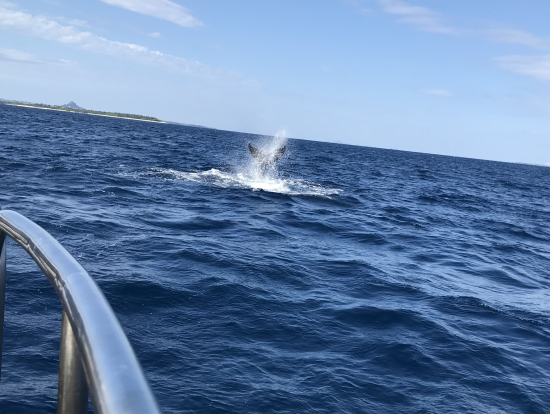 写真は子どもの鯨です。お母さんも見る事ができました!