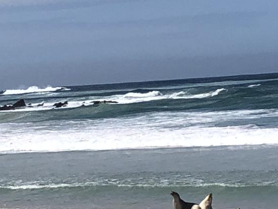 アザラシは色々なところで見ることができました。野生のアザラシを見れる機会は珍しいと思います。