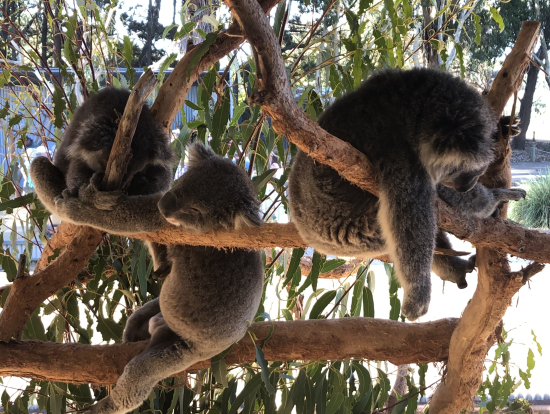 コアラを間近で見ることができます。さらに、コアラに触れることもできます。