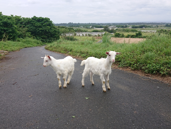 やぎさん、こんにちはでした。