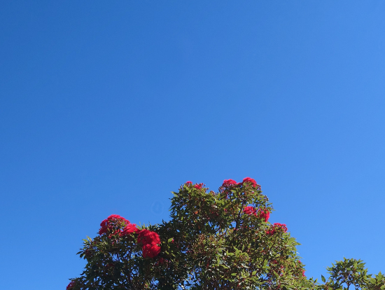 ユーカリの花、独特な香りがしました