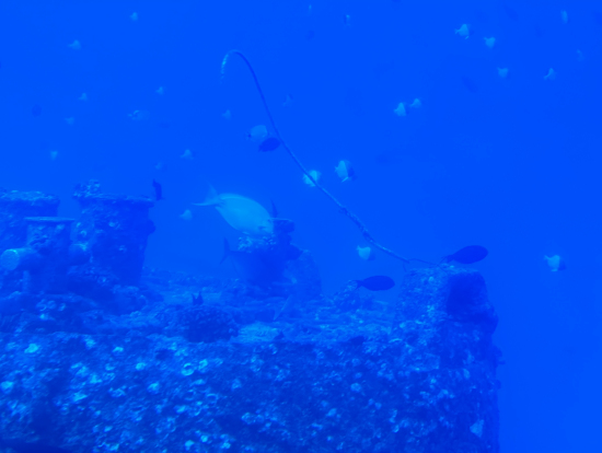 たくさんの魚たち