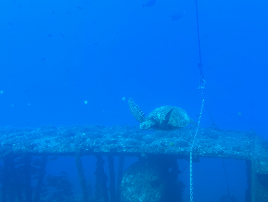 ウミガメもいました