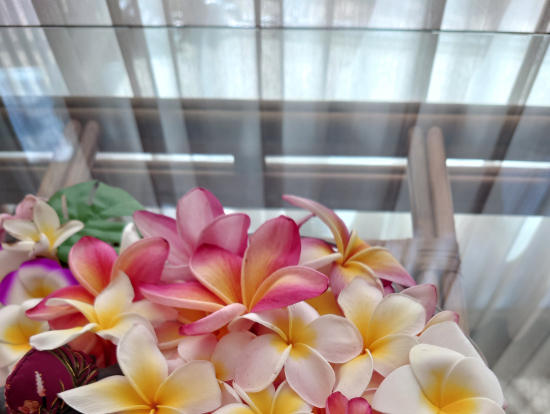 摘んだプルメリアをお部屋に飾りました