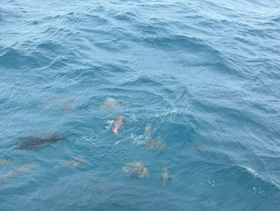 船から見た魚群