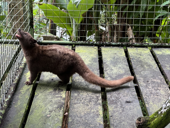 コーヒーをうみだすジャコウネコ猫
