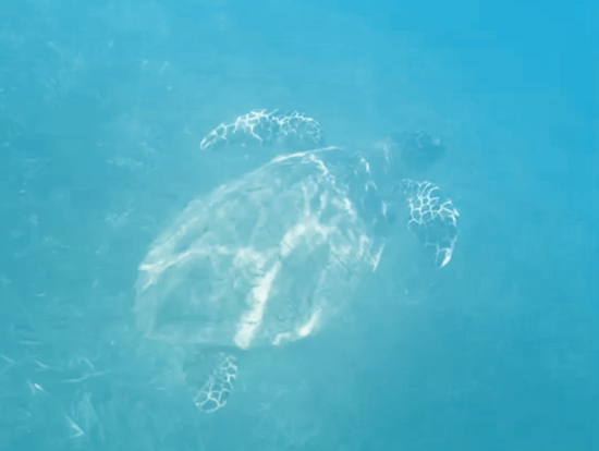 ウミガメに沢山遭遇（カメラの画質が悪くて残念）