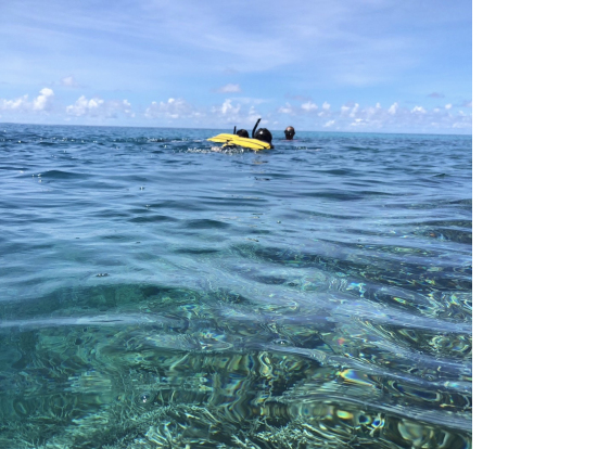 透き通る海でシュノーケリング