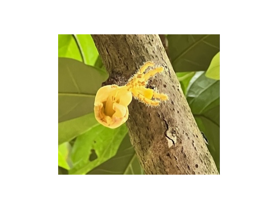 名前は忘れましたが、初めて見た花でした。