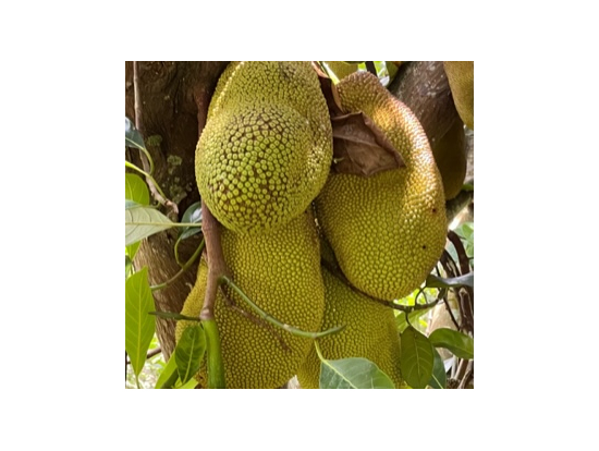 木になっているジャックフルーツを見るのは初めてでした。