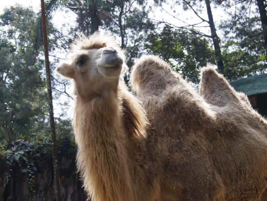 サファリ　ラクダ