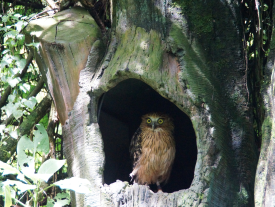 サファリ　ｏｗｌ