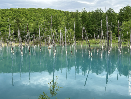 青い池。