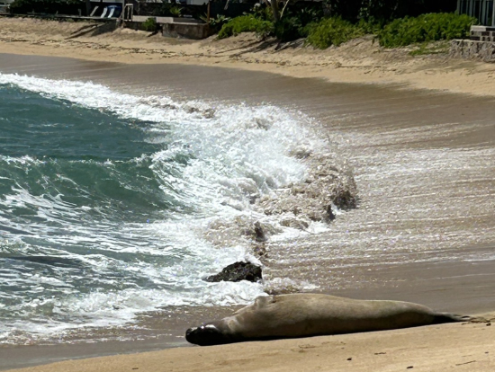 ハワイアンモンクシールに会えました